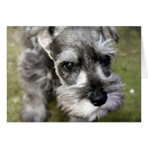 Harry the Miniature Schnauzer Card