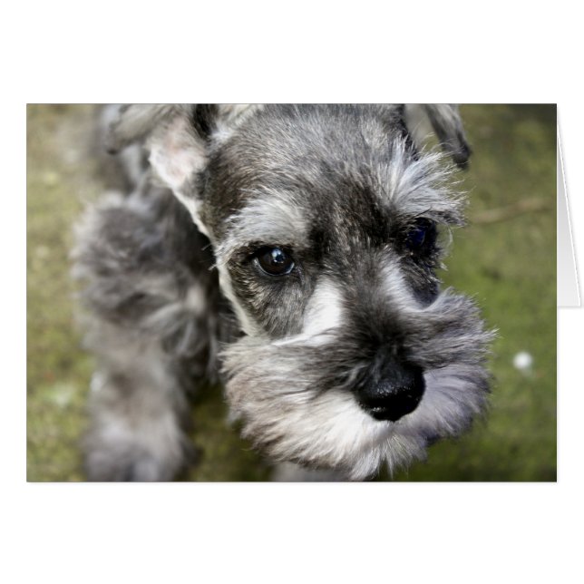 Harry the Miniature Schnauzer Card (Front Horizontal)