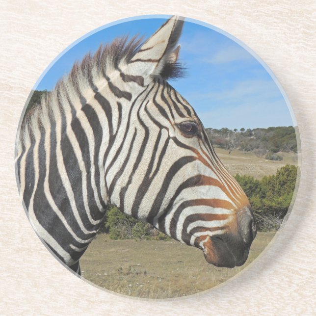 Hartmann's Zebra Profile at Fossil Rim Coaster (Front)