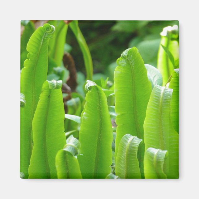 Hart's Tongue Fern Magnet (Front)