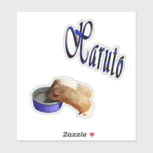Haruto Name, With Guinea Pigs,