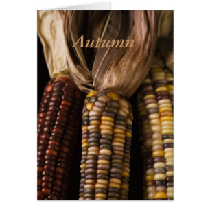 Harvest de maïs automne