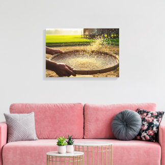 Harvest Grain, Rice Field Canvas Print