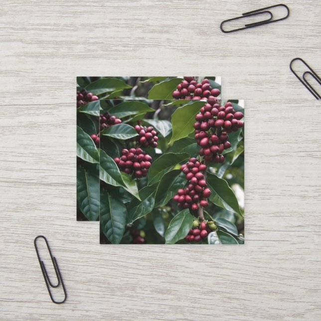 **"Harvest in Bloom: Coffee Beans on the Tree"** Square Business Card (Front/Back In Situ)