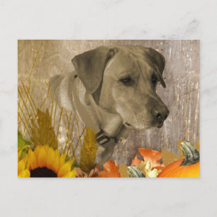 Harvest Labrador Retriever Postcard