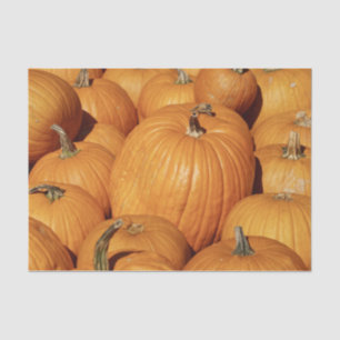 Harvest of Pumpkins Photo Tissue Paper
