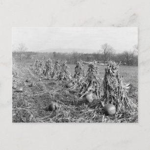 Harvest Season, 1906 Postcard
