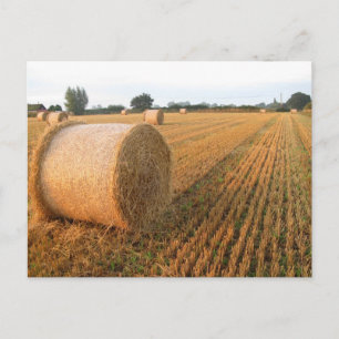 Harvest Time Postcard