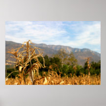 Harvest Time
