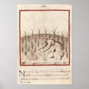 Harvesting Garlic Poster