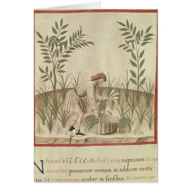 Harvesting Leeks, from 'Tacuinum Sanitatis' (Front)