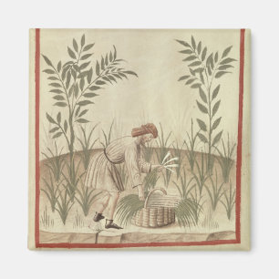 Harvesting Leeks, from 'Tacuinum Sanitatis' Magnet