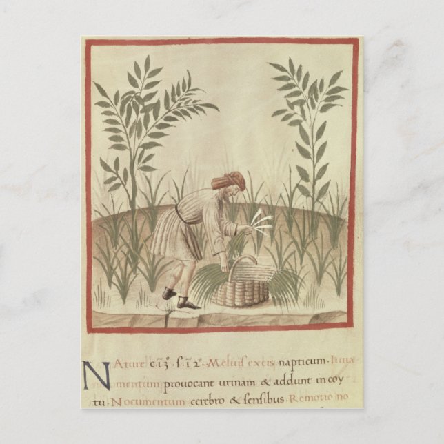 Harvesting Leeks, from 'Tacuinum Sanitatis' Postcard (Front)