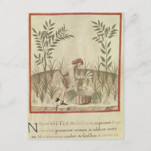 Harvesting Leeks, from 'Tacuinum Sanitatis' Postcard