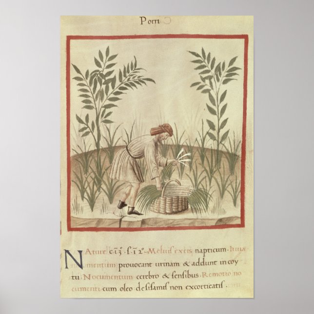 Harvesting Leeks, from 'Tacuinum Sanitatis' Poster (Front)