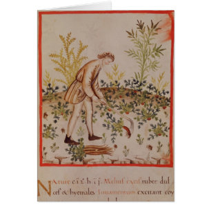 Harvesting Parsnips from 'Tacuinum Sanitatis'