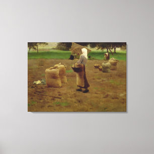 Harvesting Potatoes Canvas Print