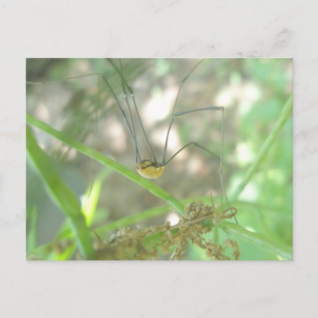 Harvestman Daddy Longlegs (Opiliones) Postcard (Front)
