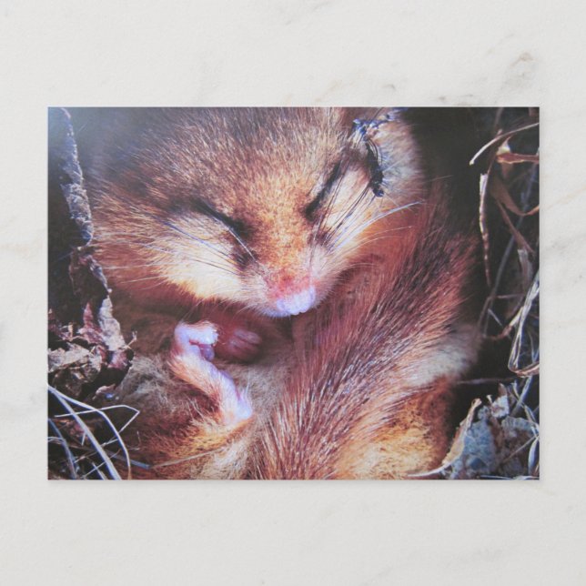 Haselmaus- Postkarte Postcard (Front)