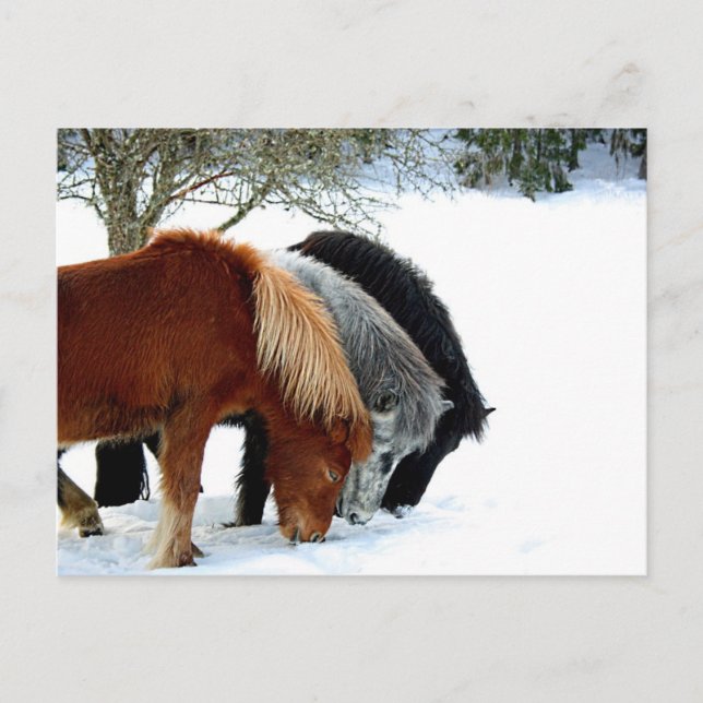 Hästar Postcard (Front)