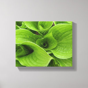 Hastas Canvas Print