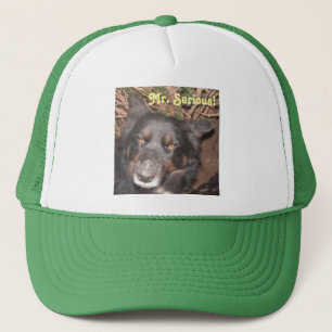 Hat Husky Collie Cross