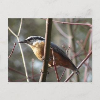 Hatch the Nuthatch Postcard