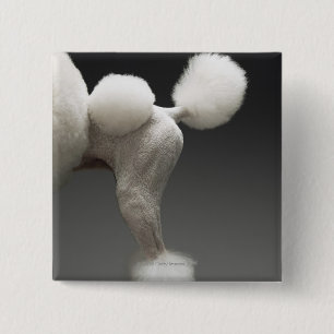 Haunches of Poodle, on grey background 2 Inch Square Button