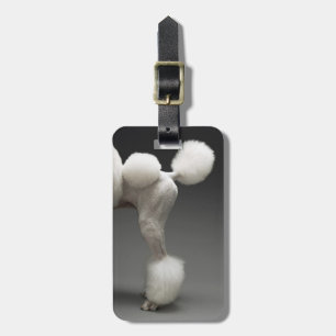 Haunches of Poodle, on grey background Luggage Tag