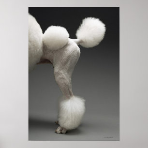 Haunches of Poodle, on grey background Poster