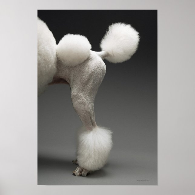 Haunches of Poodle, on grey background Poster (Front)
