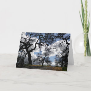 Haunted Trees Beautiful Natural Scenic Photo Card