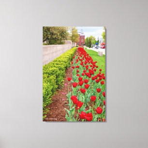 Haupt Bulbs Canvas Print