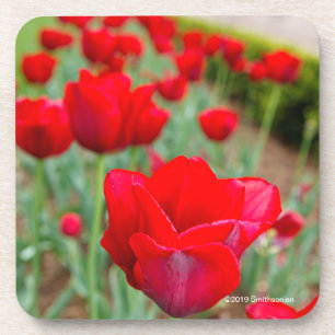 Haupt Bulbs, Close-up Coaster