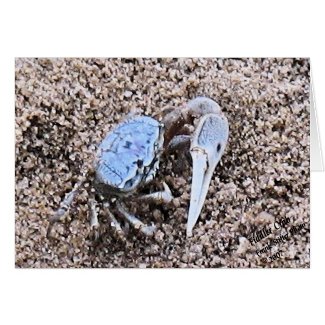 Haut et sale ! Crabe Fiddler (Devant horizontal)