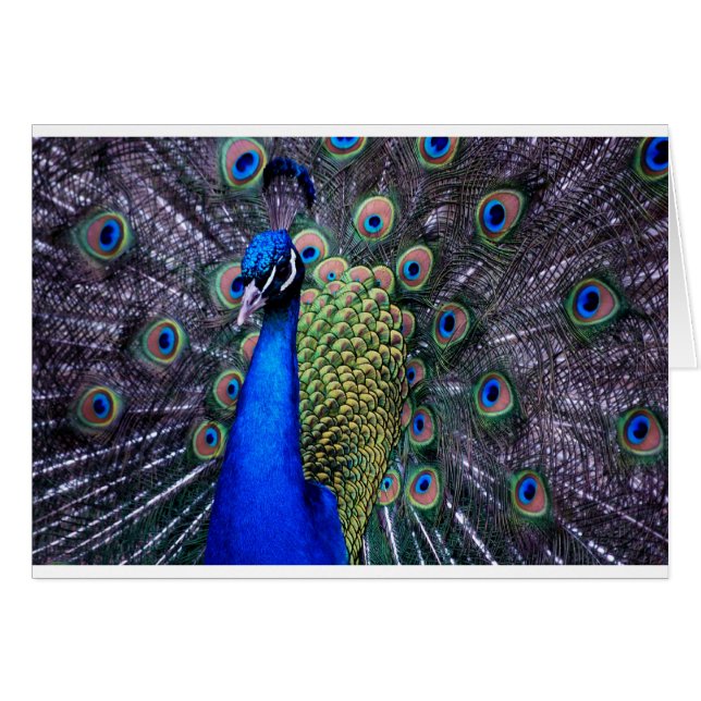 Haut étroit de paon (Devant horizontal)