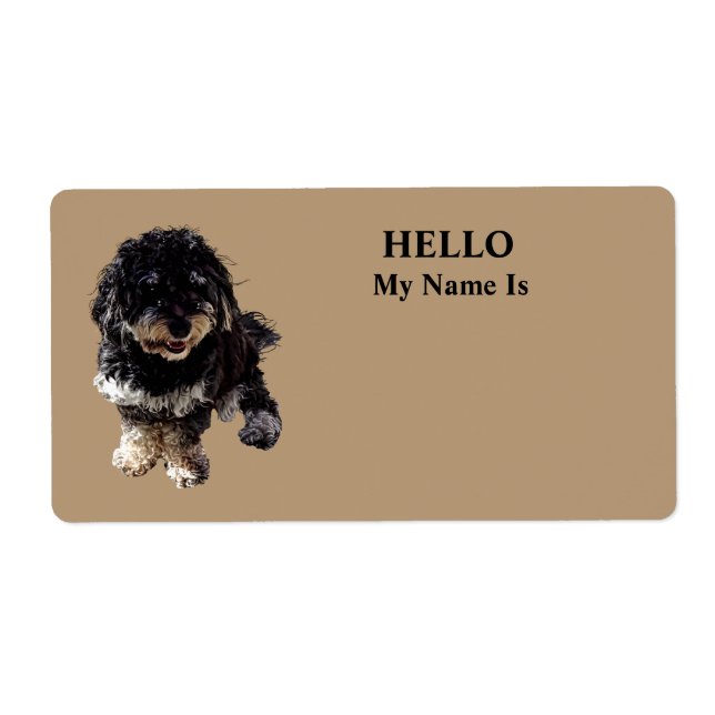 Havanese (Front)