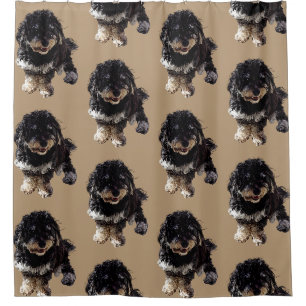 Havanese