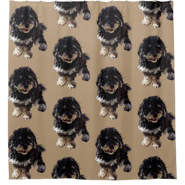 Havanese (Front)