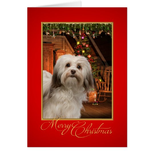 Havanese Christmas Card