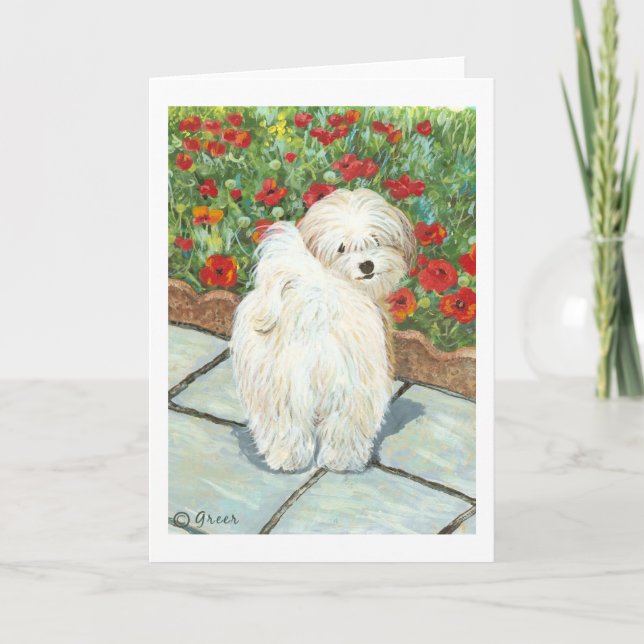 Havanese Dog and Poppies Art Print Cards (Front)