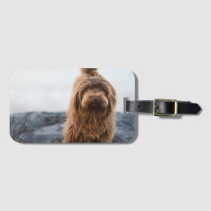 Havanese dog, Animal, Canine Luggage Tag