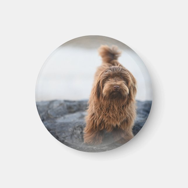 Havanese dog, Animal, Canine Magnet (Front)
