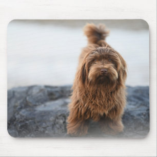 Havanese dog, Animal, Canine Mouse Pad