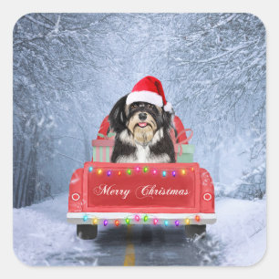 Havanese Dog in Snow sitting in Christmas Truck  Square Sticker