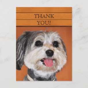 Havanese Dog Portrait Postcard