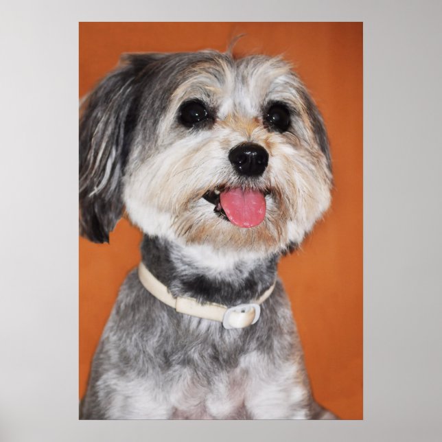 Havanese Dog Portrait Poster (Front)