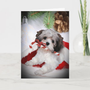 Havanese Have A Merry Christmas Cards