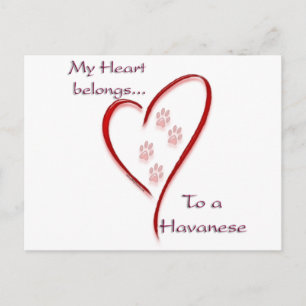 Havanese Heart Belongs Postcard