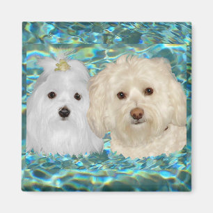 Havanese, Maltese on Turquoise Water Magnet